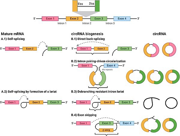 rna circular